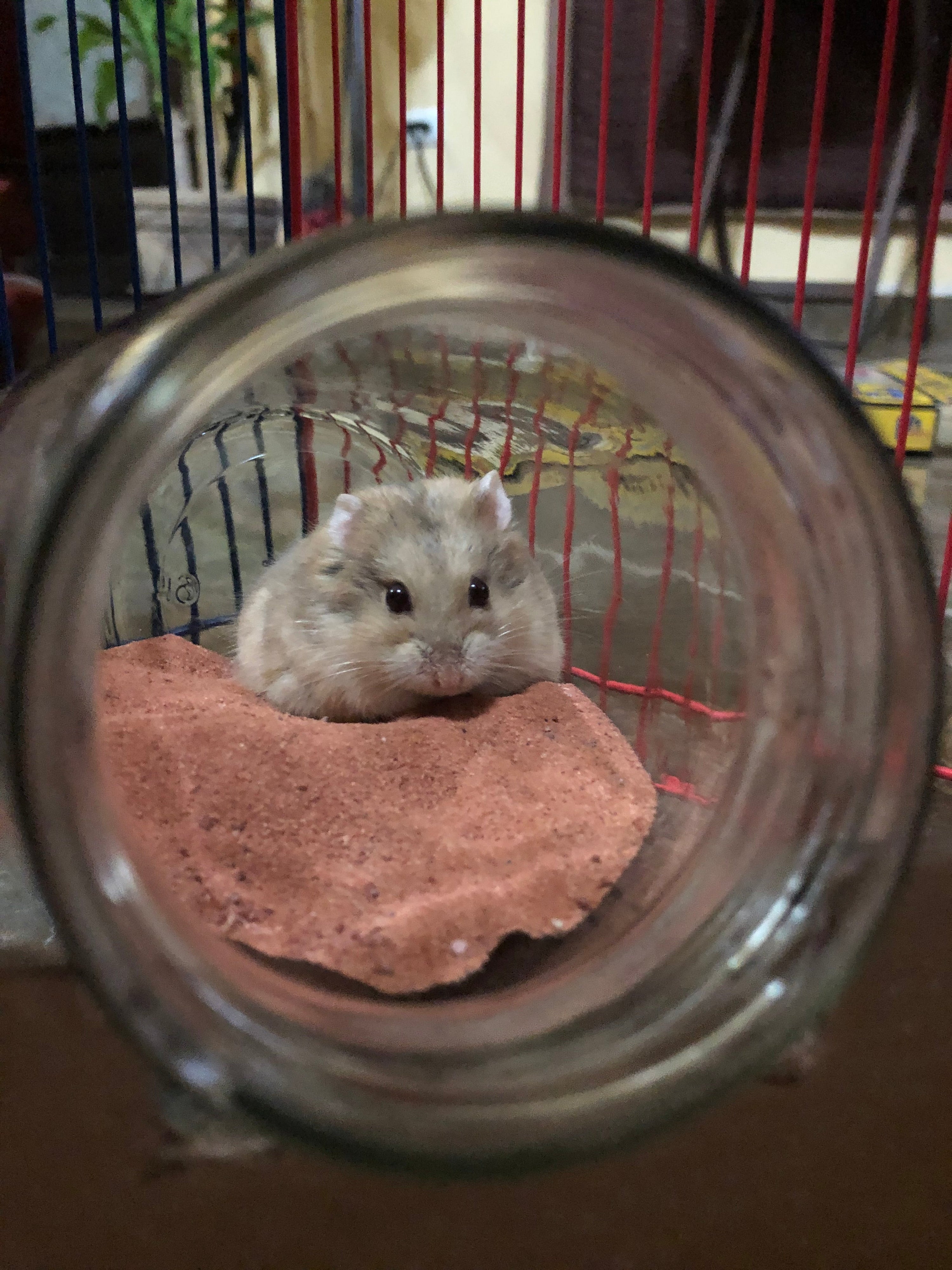 Manguito en la arena