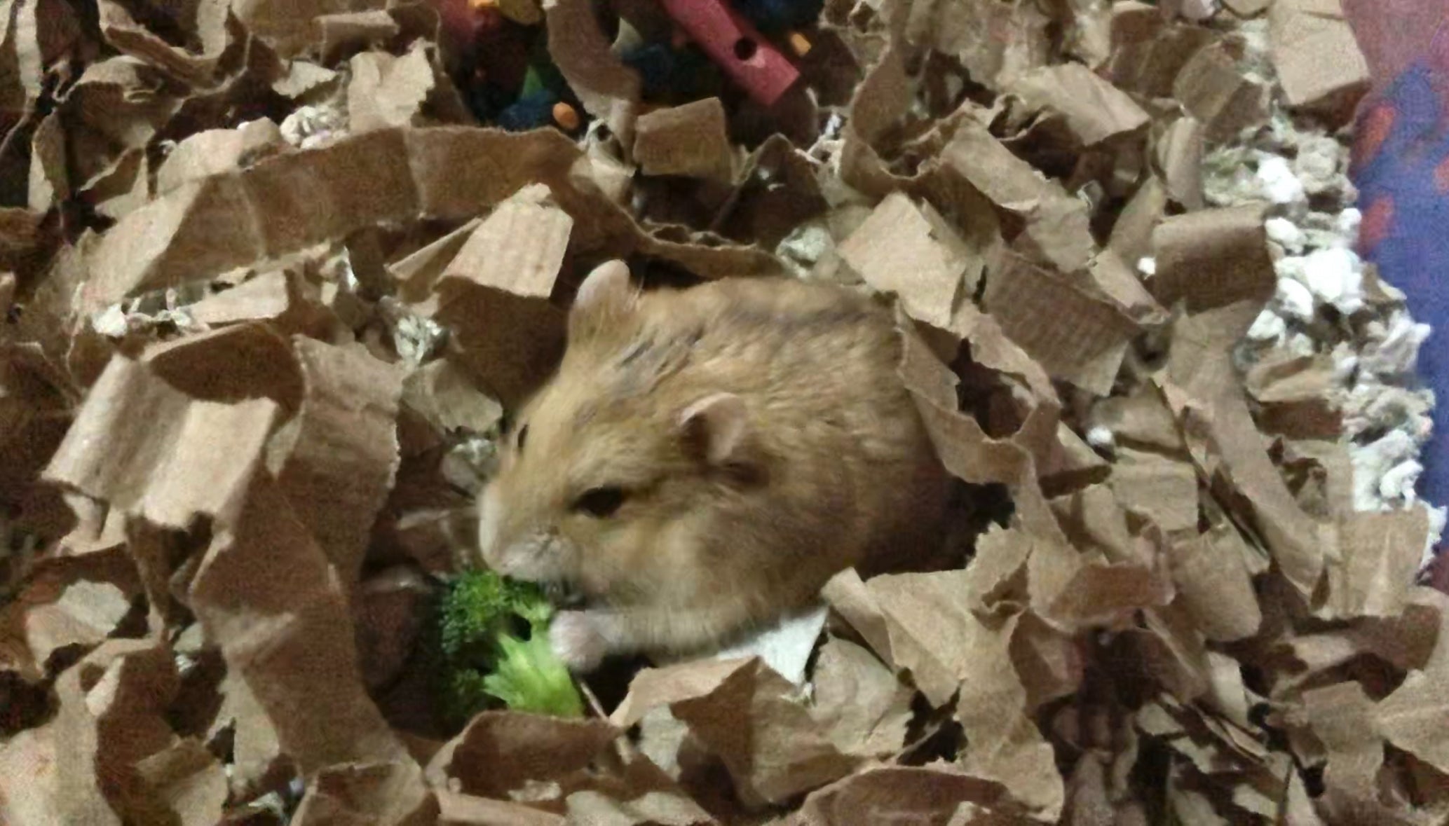 ¿Qué come mi hámster?