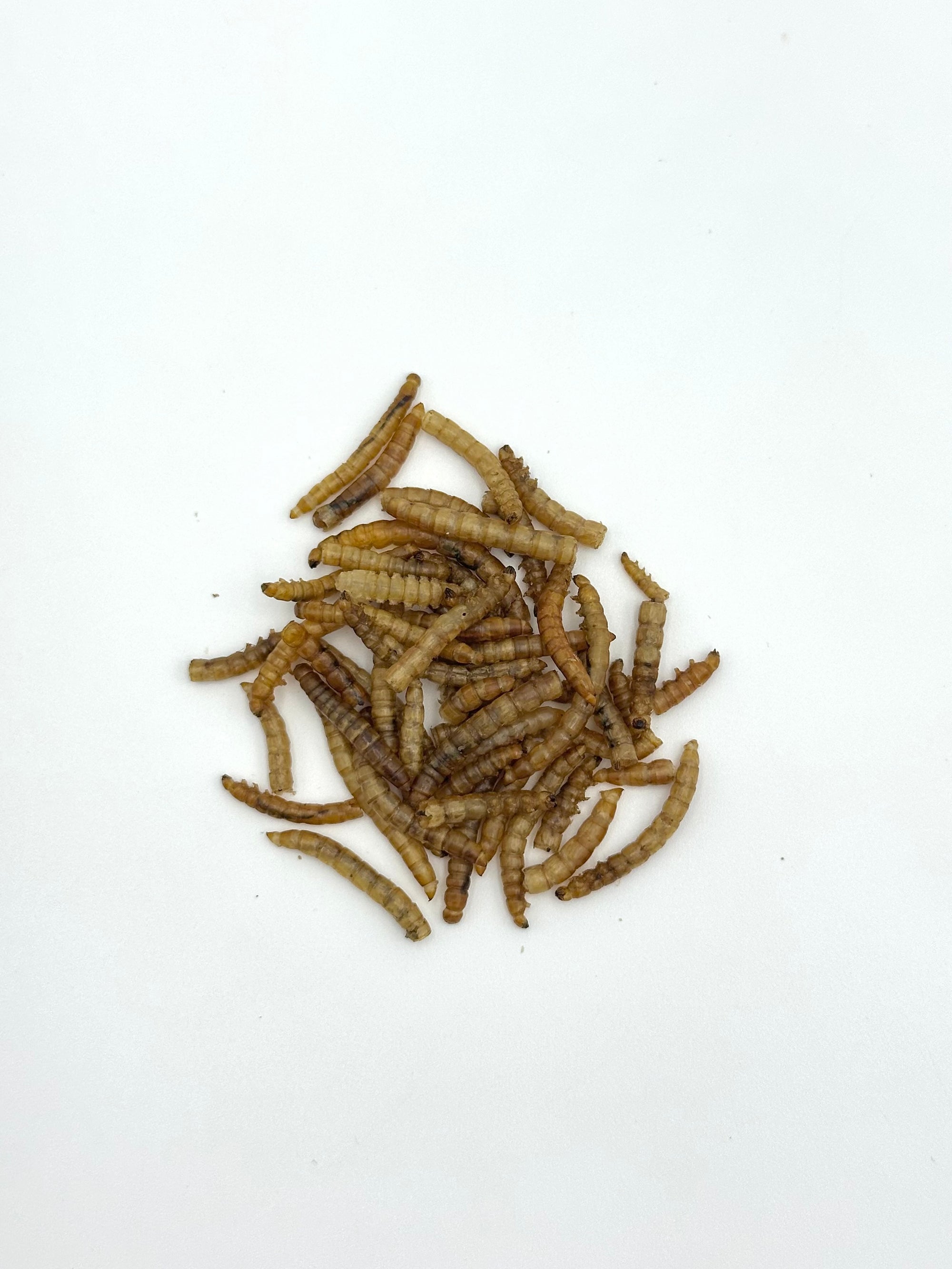 Tenebrios Liofilizado 50 GR